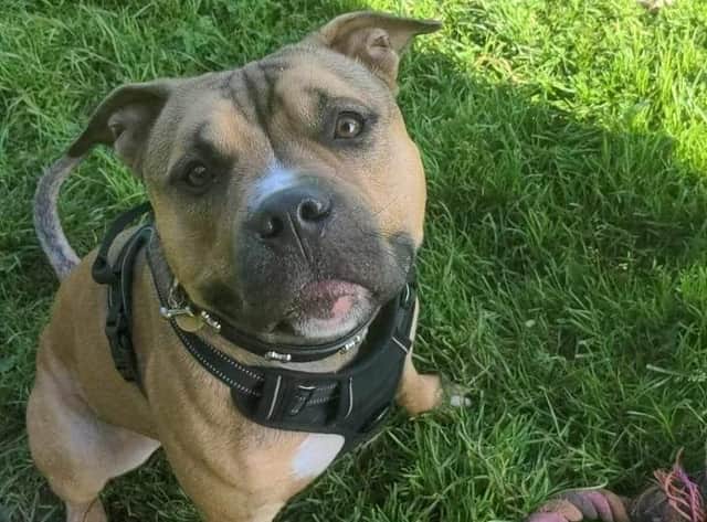 Bronson staffordshire bull discount terrier